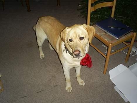 Labrador retriever Oskar - Oskar-Flotte fyr billede 5