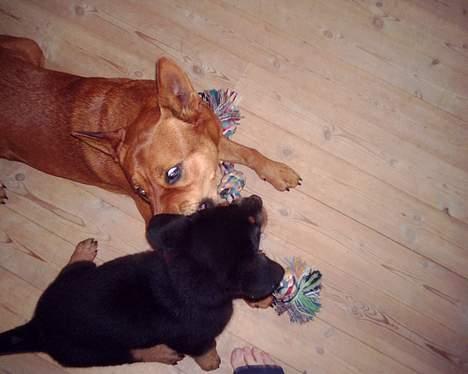 Blanding af racer thor - jamen så kom da her og leg loke... :O) billede 13