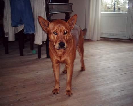 Blanding af racer thor - dælme hårdt at være storebror.... :O) billede 15