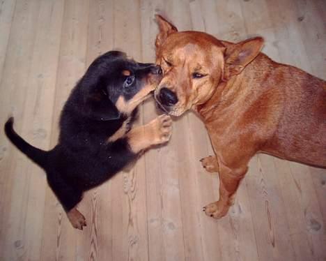 Rottweiler loke (fucker) - kom så her thor, så skal der leges... :O) billede 6