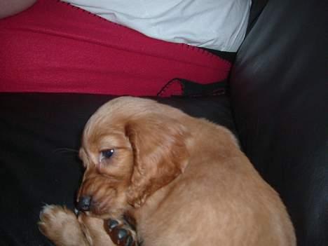 Cocker spaniel Channel - Jeg forsøger at holde mine små øjne åbne billede 2