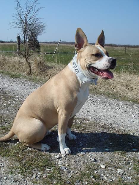 Amerikansk staffordshire terrier Xena - Har I lige set mit flotte nye halsbånd, sådan et har kun rigtige prinsesser. billede 13