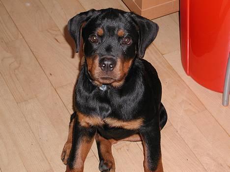 Rottweiler Tyson  R.I.P billede 6