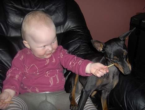 Engelsk toy terrier Fifi Gong Gong    - Jeg er ikke så godt til det med kødben, så jeg får lidt hjælp af Mathilda billede 8