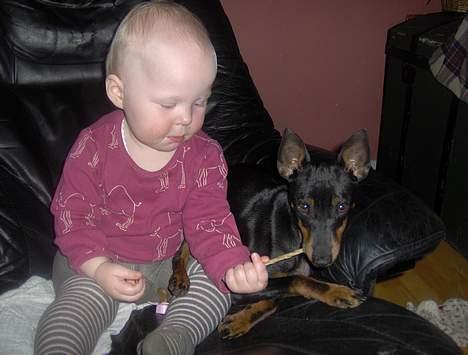 Engelsk toy terrier Fifi Gong Gong    - Det er nu ikke så ringe enda, med sådan et kød ben og så sin helt egen kødben holder :0) billede 9