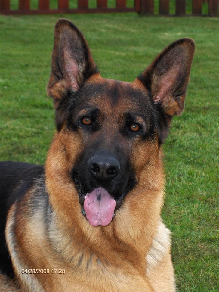 Schæferhund Kenzo - Kenzo hjemme i haven. billede 3