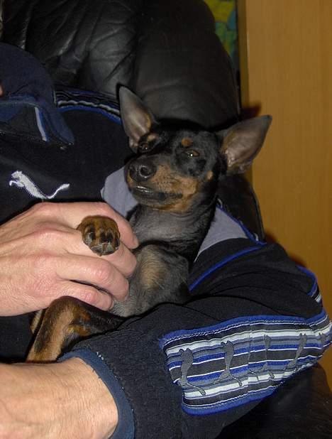 Engelsk toy terrier Fifi Gong Gong    - Et skævtsmil til fotografen ;0) billede 10