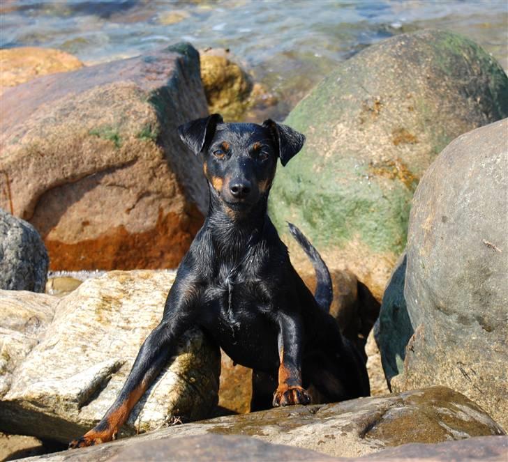 Tysk jagtterrier IDUN Rogowskie Jeziora - Uhyret kommer op fra vandet af.....  billede 2