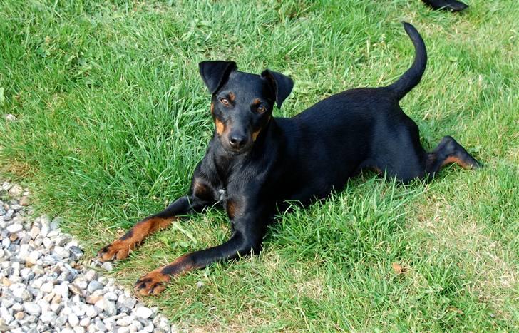 Tysk jagtterrier IDUN Rogowskie Jeziora - Lig heeeelt stille og kig dyyyybt i kameraet.......... Du føler dig søvnig, meeeget søvnig billede 10