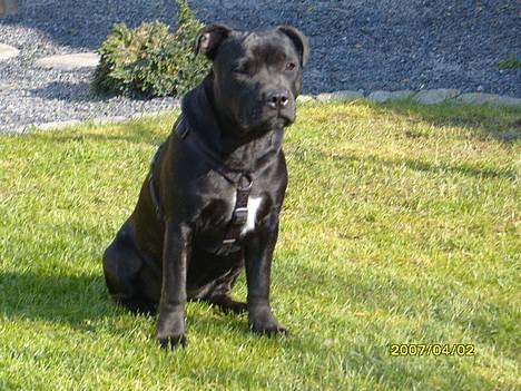 Staffordshire bull terrier MILLE-HUNDEN - 7 måneder og vist en charmetrold hva? billede 2