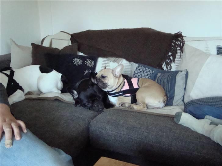 Fransk bulldog Emma R.I.P billede 2