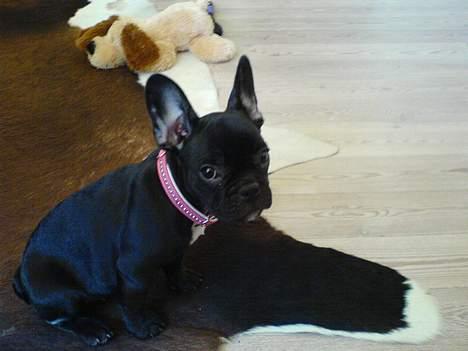 Fransk bulldog Emma R.I.P billede 3