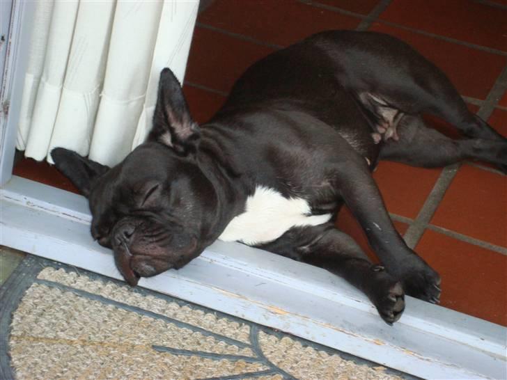 Fransk bulldog Emma R.I.P billede 4