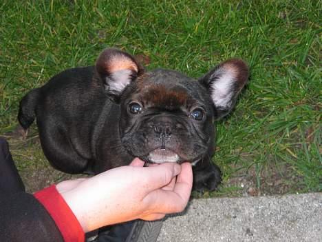 Fransk bulldog Anton - Bor hos far nu billede 5