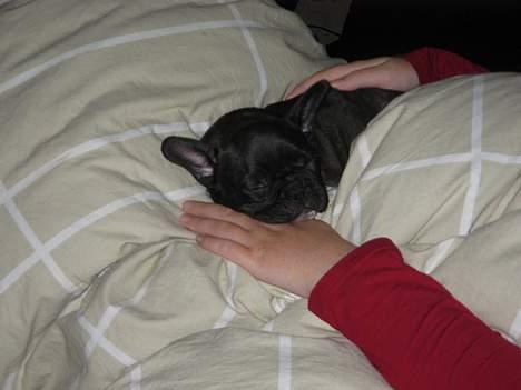 Fransk bulldog Anton - Bor hos far nu billede 6