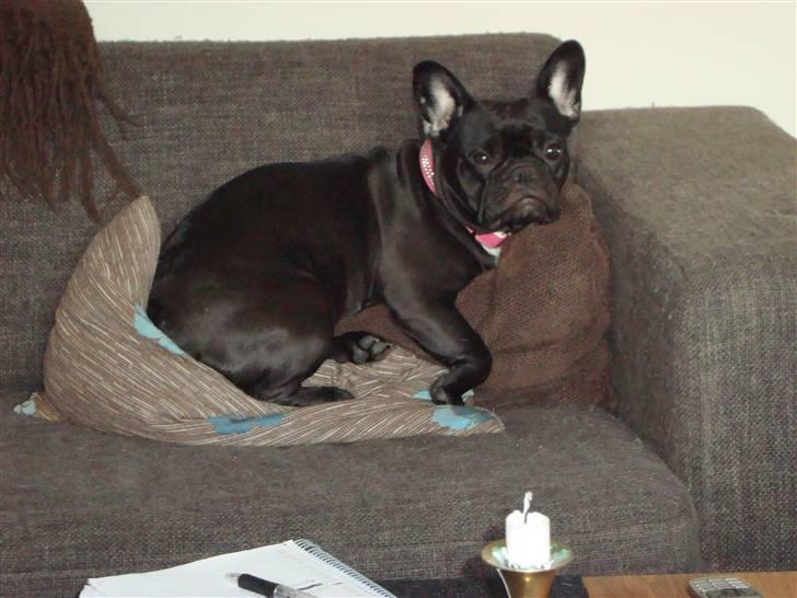 Fransk bulldog Emma R.I.P billede 5