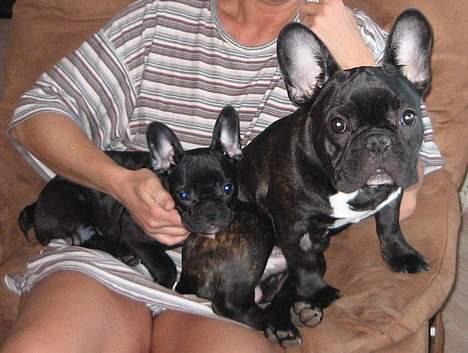 Fransk bulldog Anton - Bor hos far nu billede 7