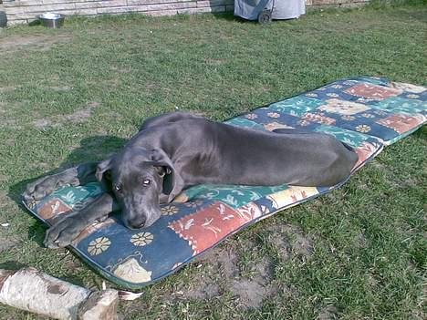 Grand danois Groggy himmelhund billede 17