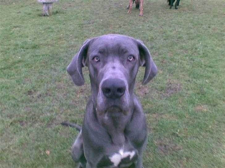 Grand danois Groggy himmelhund - Det er så mig... billede 18