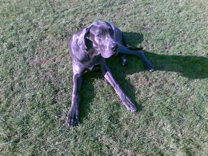 Grand danois Groggy himmelhund billede 19