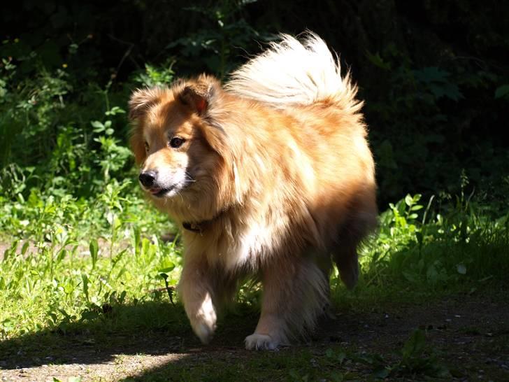 Islandsk fårehund Flóki - Tukki i flot opstilling  [taget af mig] billede 10