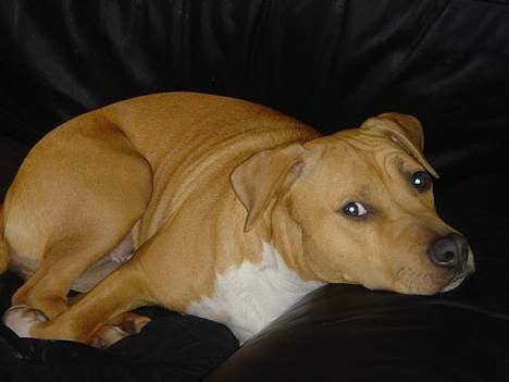 Amerikansk staffordshire terrier Nala billede 13