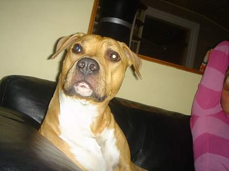 Amerikansk staffordshire terrier Nala billede 14