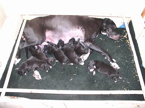 Grand danois Baby - Baby med sine 1/2 døgn gamle hvalpe billede 1