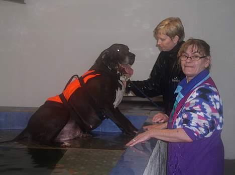 Grand danois Baby - moar, skal vi ikke gå hjem nu? billede 3