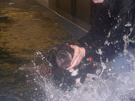 Grand danois Baby - HJÆLP, hun drukner mig billede 4