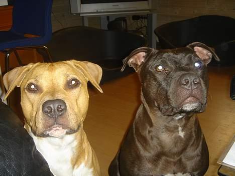 Amerikansk staffordshire terrier Nala billede 16