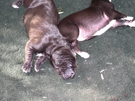 Grand danois Baby - 2 stopmætte børn, et døgn gamle billede 5