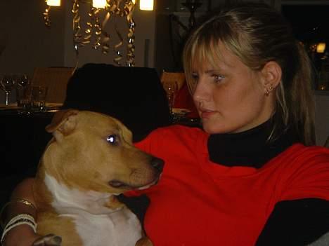 Amerikansk staffordshire terrier Nala billede 17