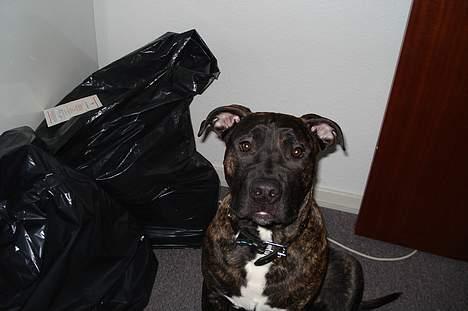 Amerikansk staffordshire terrier Tyson - Jeg er altså en lækker hund! billede 4