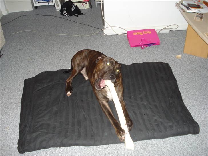 Amerikansk staffordshire terrier Tyson - Mums et kødben.... Den bedste julegave ! :p billede 5