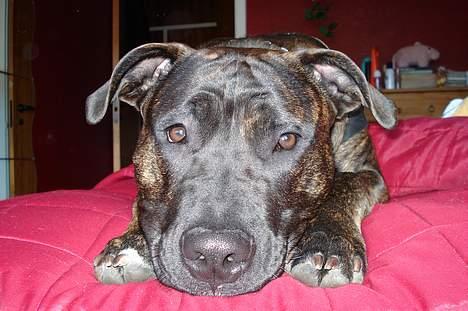 Amerikansk staffordshire terrier Tyson - En lille lækkerbisken, er hvad jeg er... billede 6