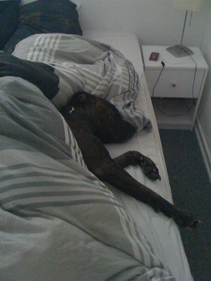 Amerikansk staffordshire terrier Tyson - At putte under dynen, er det bedste jeg ved. billede 7