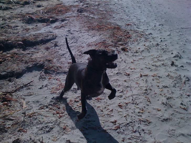 Amerikansk staffordshire terrier Tyson - Tyson i syvspring ved stranden. billede 8