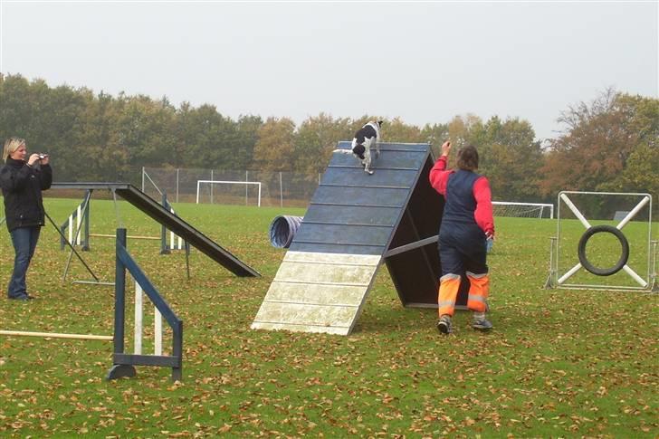 Dansk svensk gaardhund R.I.P.  Rikke - Over Aet billede 7