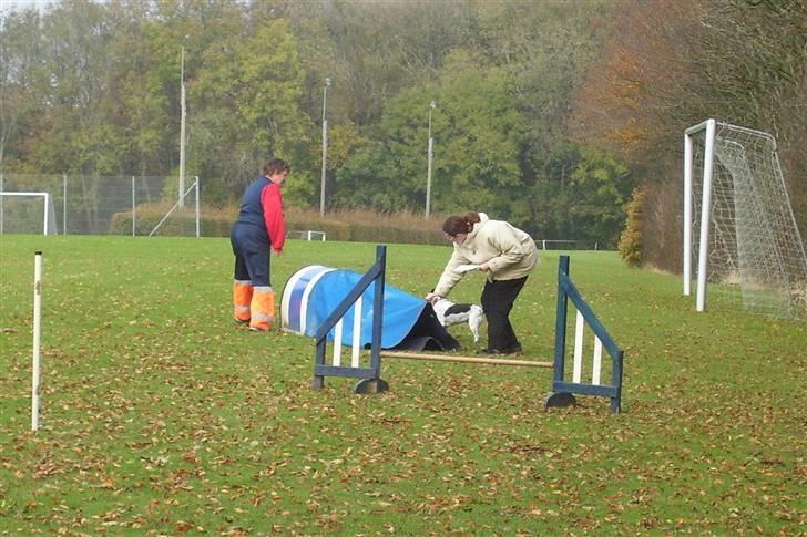 Dansk svensk gaardhund R.I.P.  Rikke - Æhmmm lidt problemer m.posen billede 8