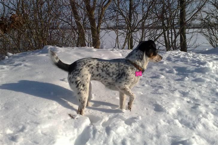 Dansk svensk gaardhund Kom-Tessa af AllerupNord - dejlig m.sne billede 10