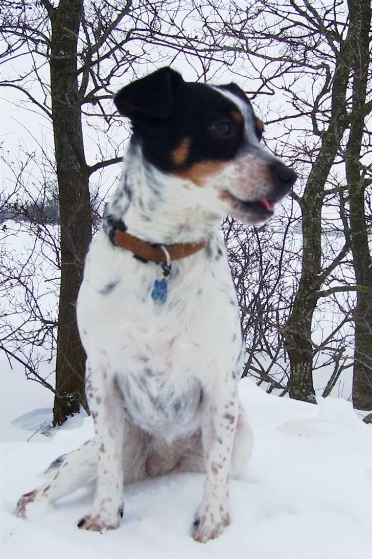 Dansk svensk gaardhund Kom-Tessa af AllerupNord - skønne Tessa billede 11
