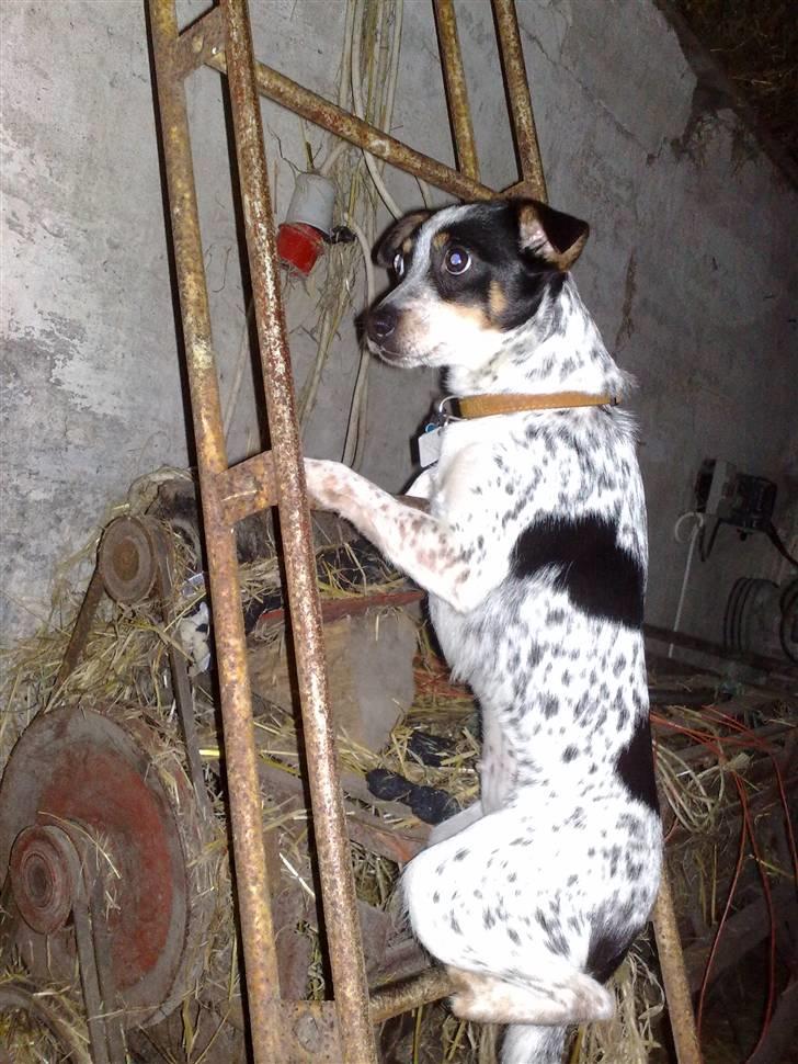 Dansk svensk gaardhund Kom-Tessa af AllerupNord - Uhhhhhhh vil   op til moraaaaa  billede 12