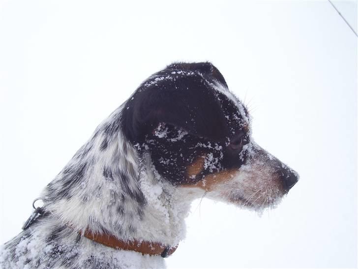 Dansk svensk gaardhund Kom-Tessa af AllerupNord billede 13