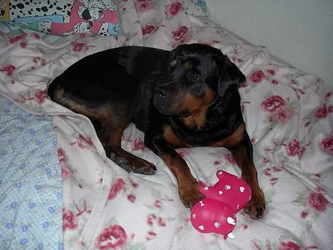 Rottweiler Taija billede 10