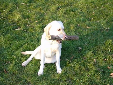 Labrador retriever Agnes - Agnes på marken billede 1