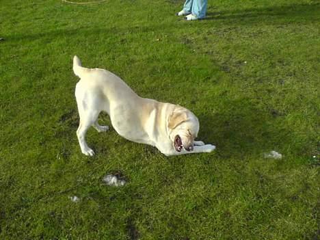 Labrador retriever Agnes - I haven med en pind billede 2