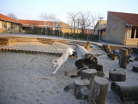Labrador retriever Agnes - På legepladsen billede 3