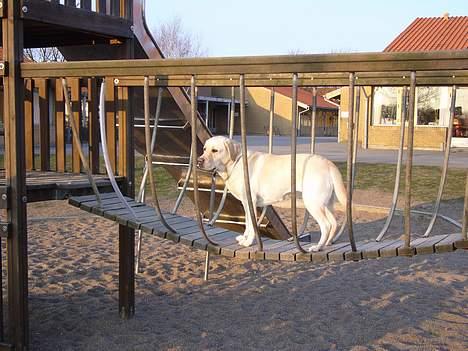 Labrador retriever Agnes - Agnes på hængebroen ved skolen billede 4