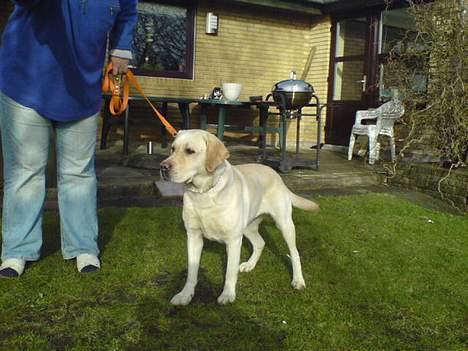 Labrador retriever Agnes billede 5
